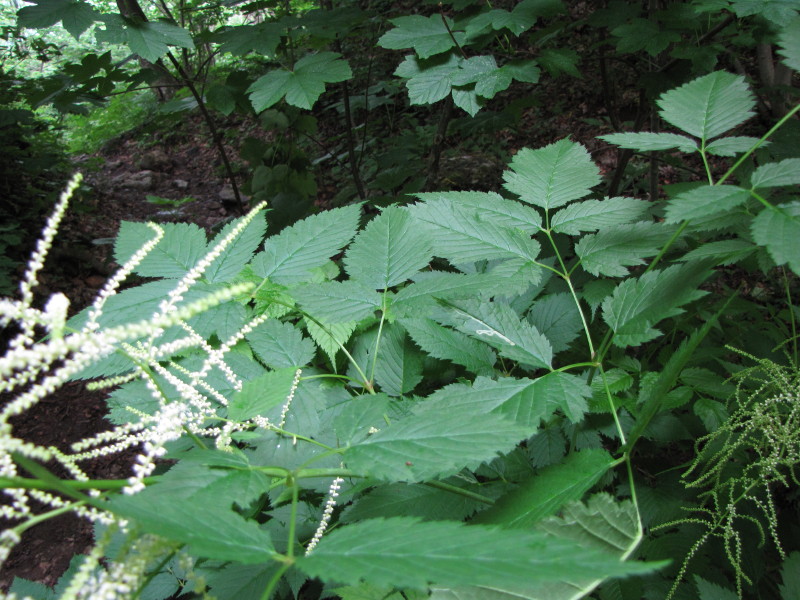 Aruncus dioicus