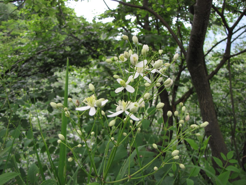 Clematis recta