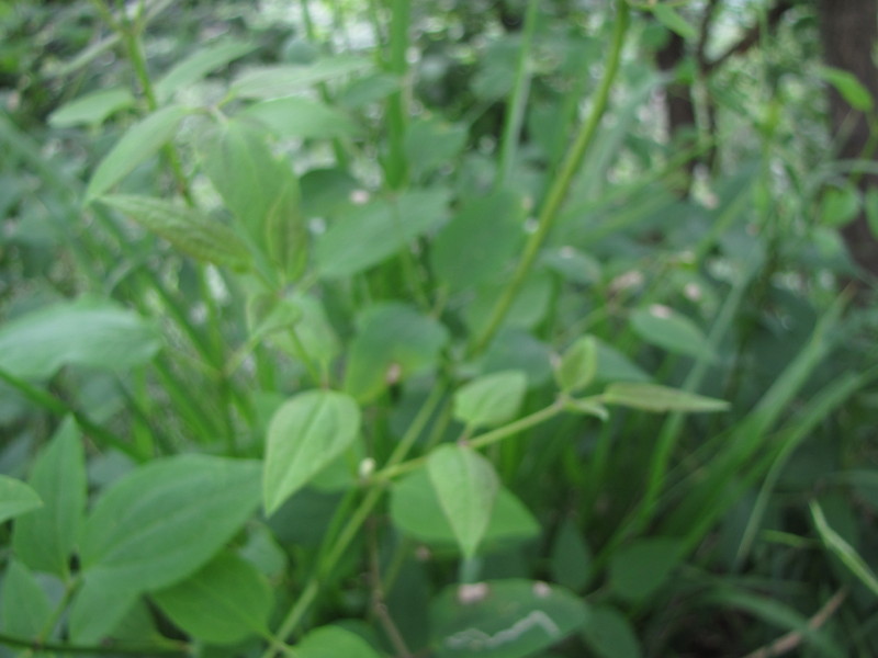 Clematis recta