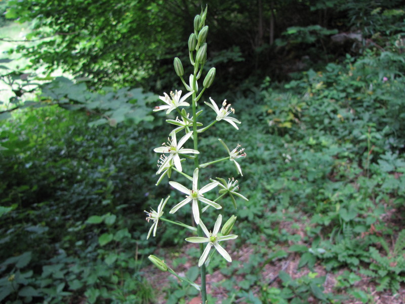 Loncomelos pyrenaicus / Latte di gallina a fiori giallastri