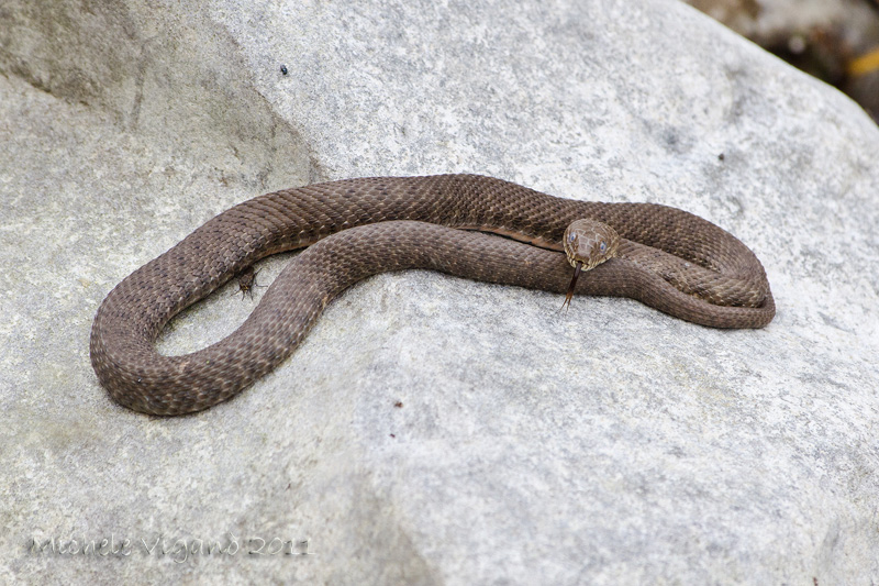 Natrix tessellata