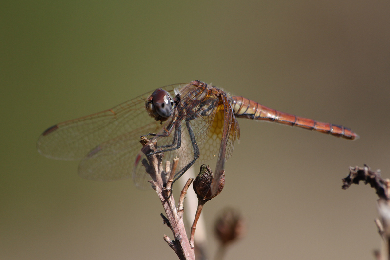 Trithemis annulata
