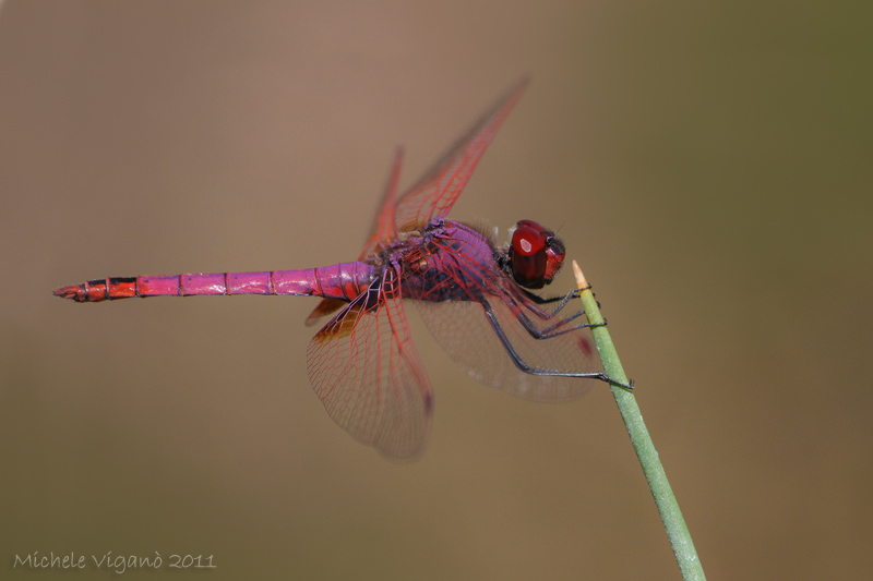 Trithemis annulata