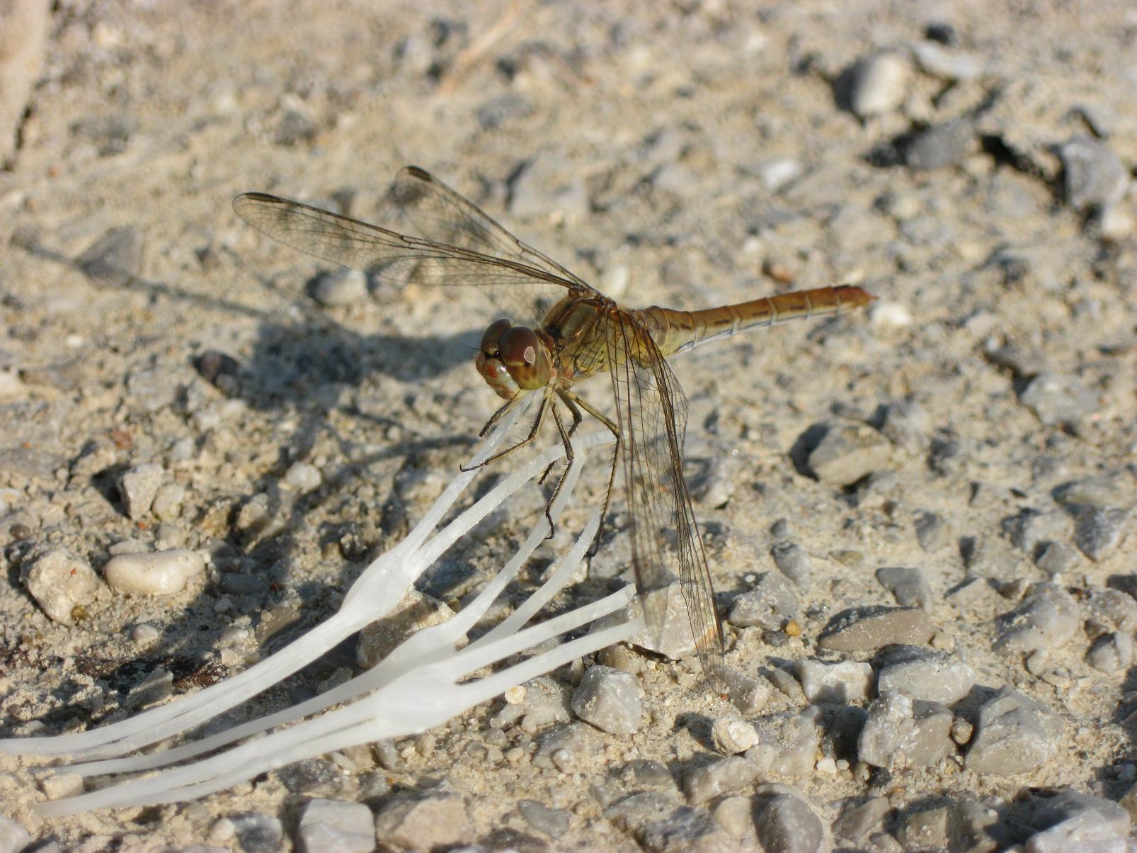 Sympetrum da id: S. meridionale, femmina