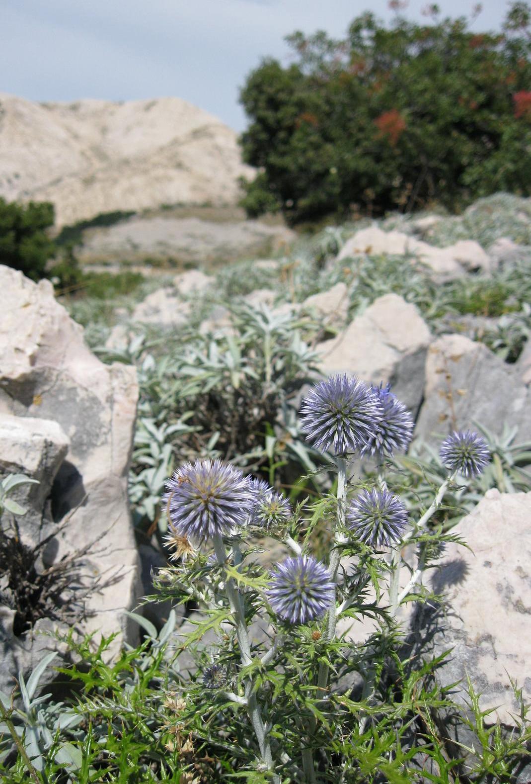 Fiore spinoso croato - Echinops ritro