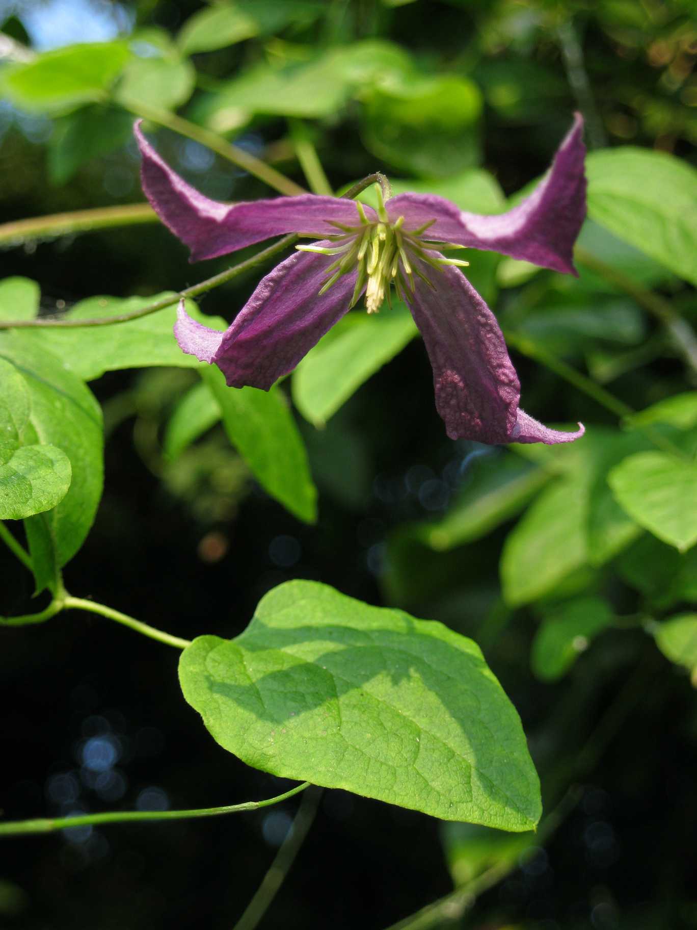 Strano fiore viola - Clematis viticella