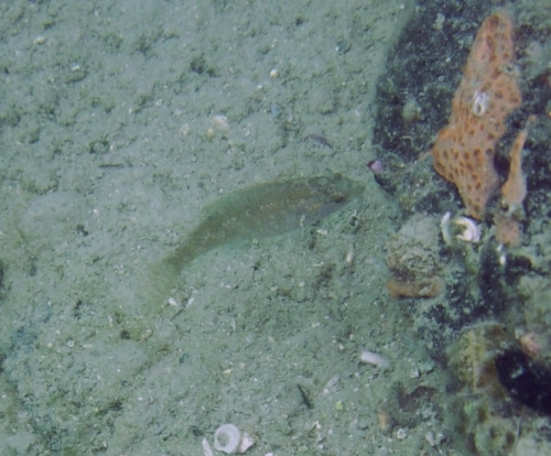 Pescetto a Sistiana (Symphodus cinereus)