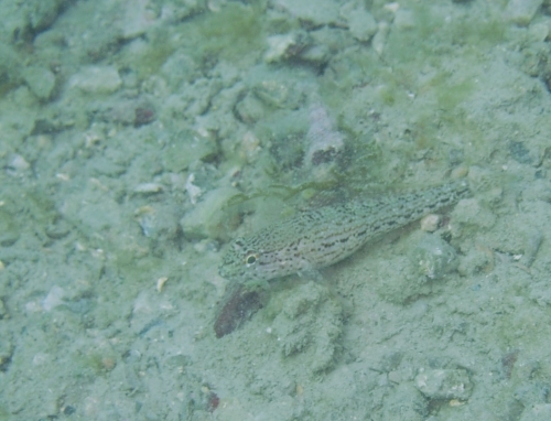 Gobius fallax da Sistiana
