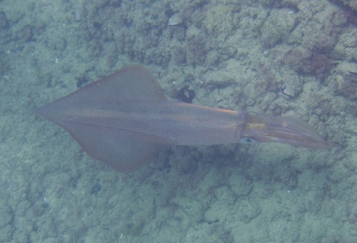 Calamaro  Loligo vulgaris