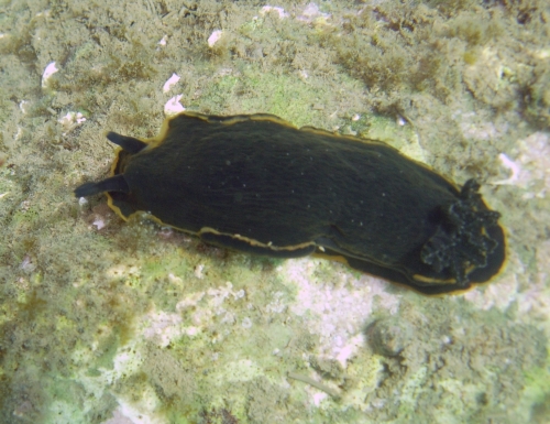 Dendrodoris limbata