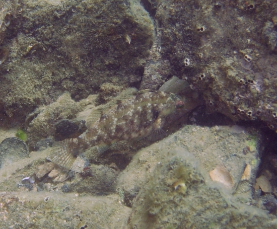 Labride (Symphodus cinereus)