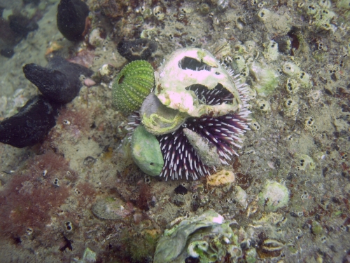 Riccio a Sistiana: Sphaerechinus granularis
