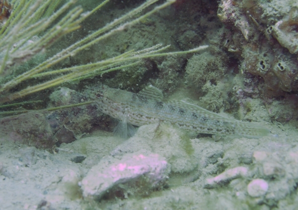 Gobius fallax da Sistiana