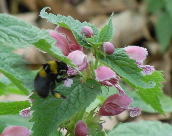 Regina di Bombus (Megabombus) argillaceus