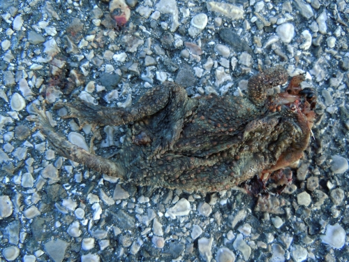 Rospo investito da determinare... Bufo bufo