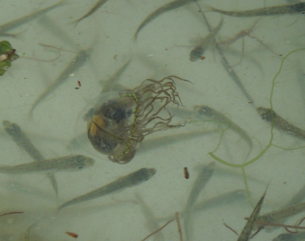Olindias phosphorica