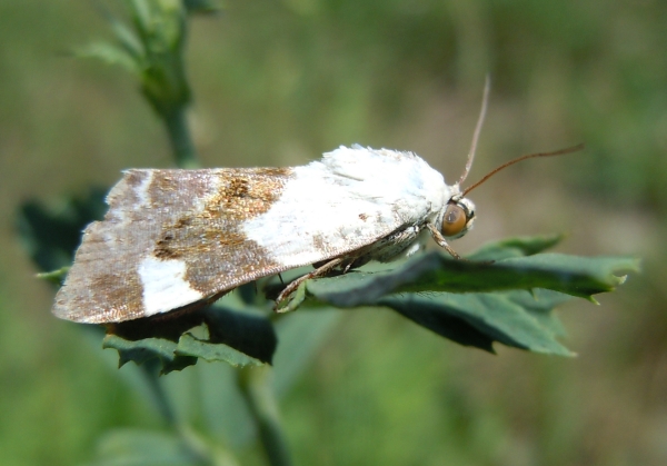 Tyta luctuosa?