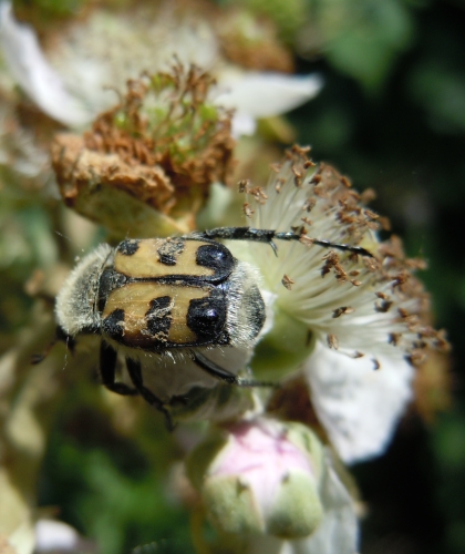 coleottero sui rovi: Trichius sp. (Cetoniidae)
