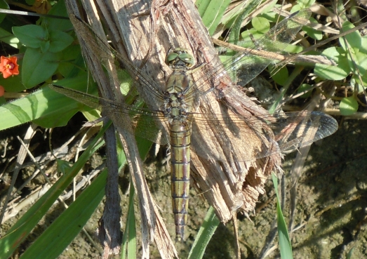 vecchia Orthetrum cancellatum o altro?