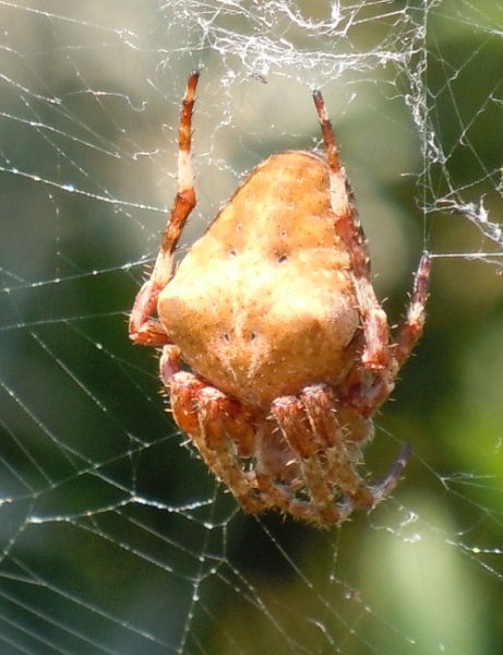 Araneus sp.