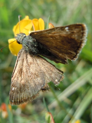 Erynnis tage abrasa??