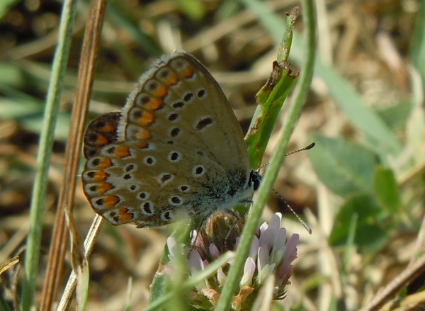 Polyommatus thersites??