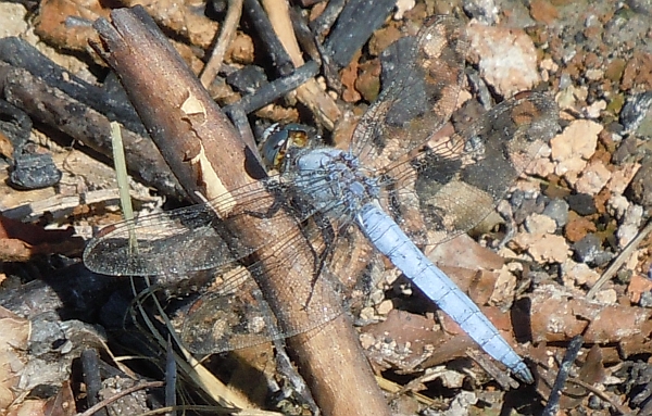 Orthetrum brunneum vs O. coerulescens