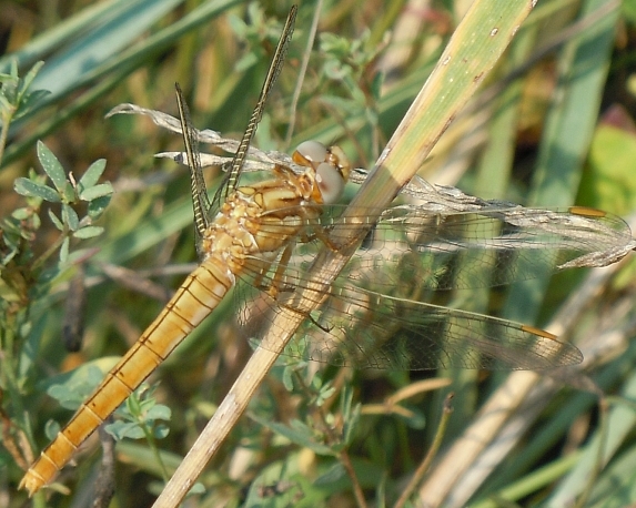 Orthetrum brunneum o coerulescens?