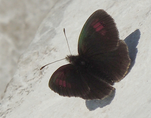 Erebia cassioides?