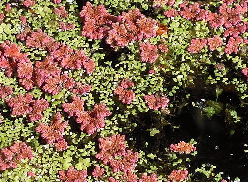 Azolla filiculoides / Azolla maggiore