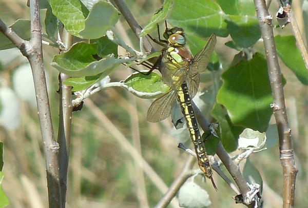grossa libellula: femmina di Brachytron pratense