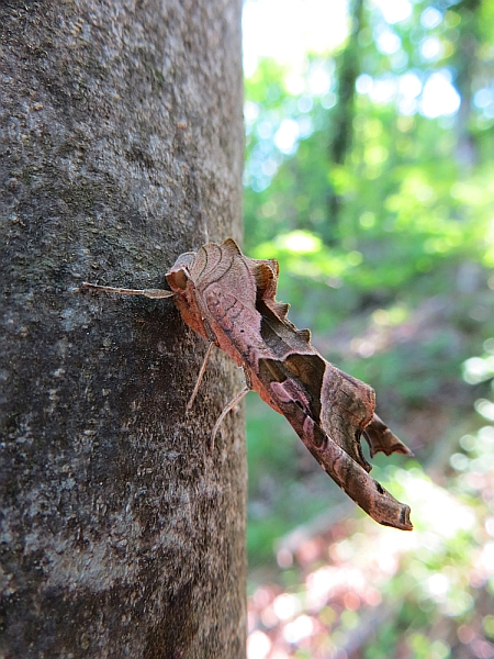 Falena mimetica