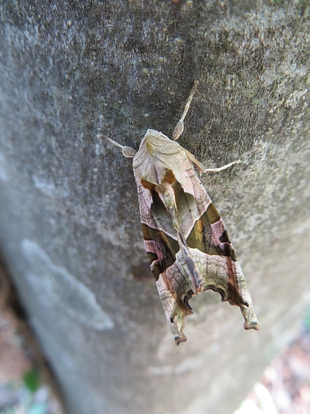 Falena mimetica