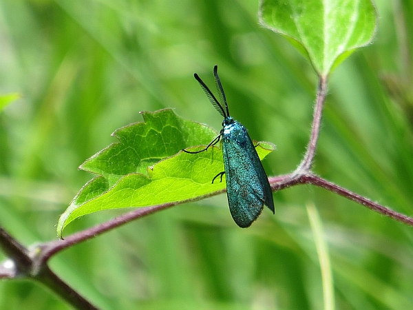 Zygaena verde smeraldo