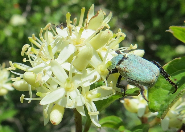 Banchetto di coleotteri floricoli