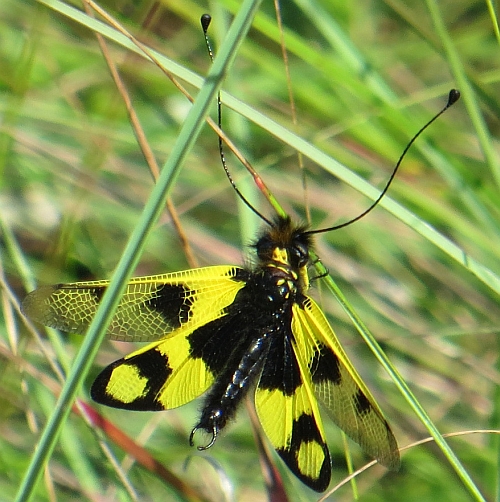 Libelluloides longicornis?