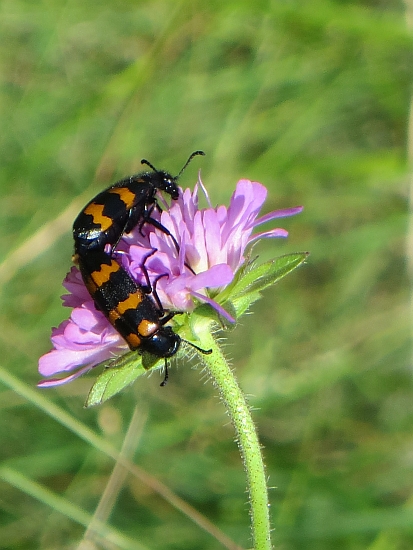 Accoppiamento di Mylabris variabilis