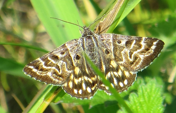 Falena 2 - Euclidia (Callistege) mi (Clerck, 1759)