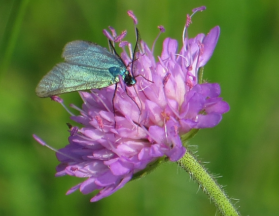 Zygaena verde smeraldo