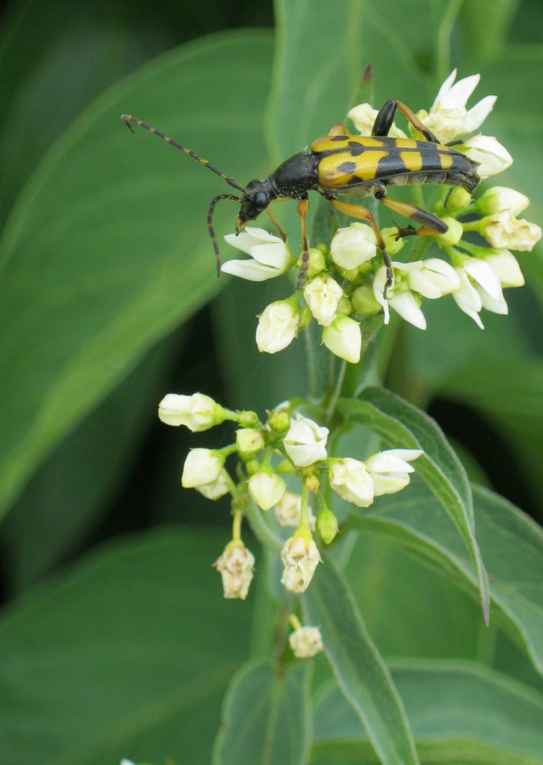 Giallo e nero