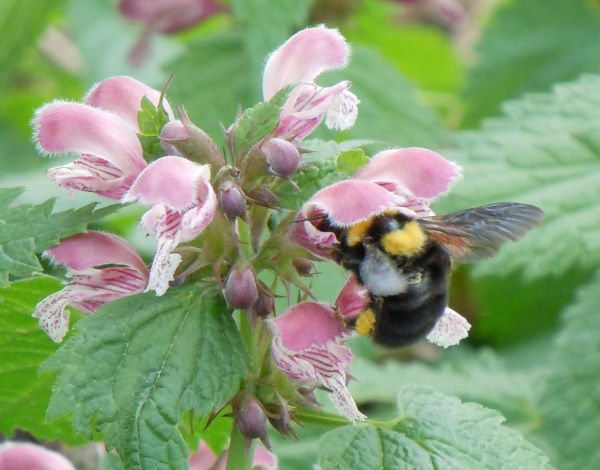 Regina di Bombus (Megabombus) argillaceus