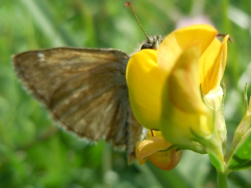 Erynnis tage abrasa??