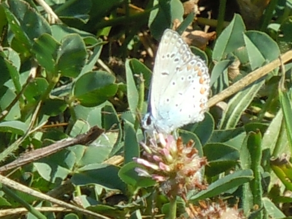 Polyommatus thersites??
