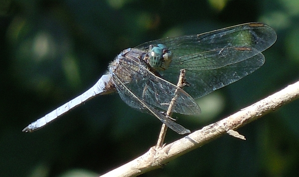 Orthetrum brunneum vs O. coerulescens