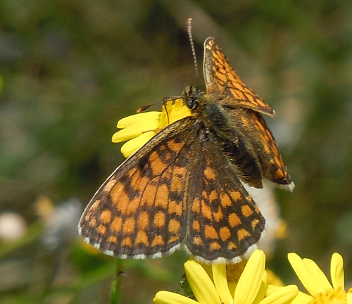 Melitaea varia??
