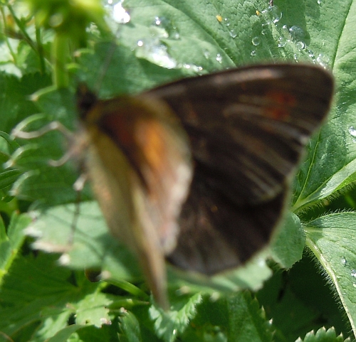 Erebia epiphron?