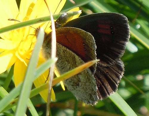 Erebia cassioides?