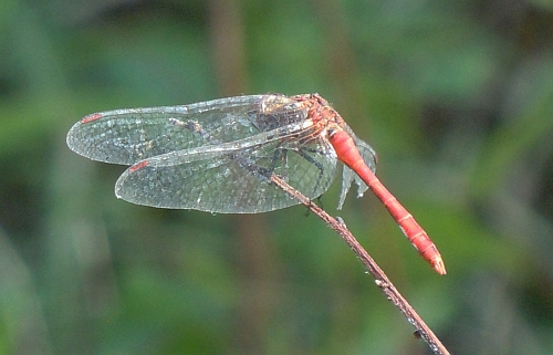 Sympetrum sanguineum?