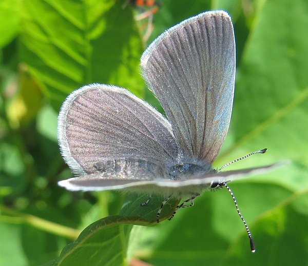 Polyommatus semiargus?