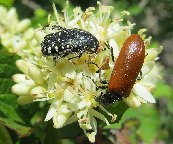 Banchetto di coleotteri floricoli